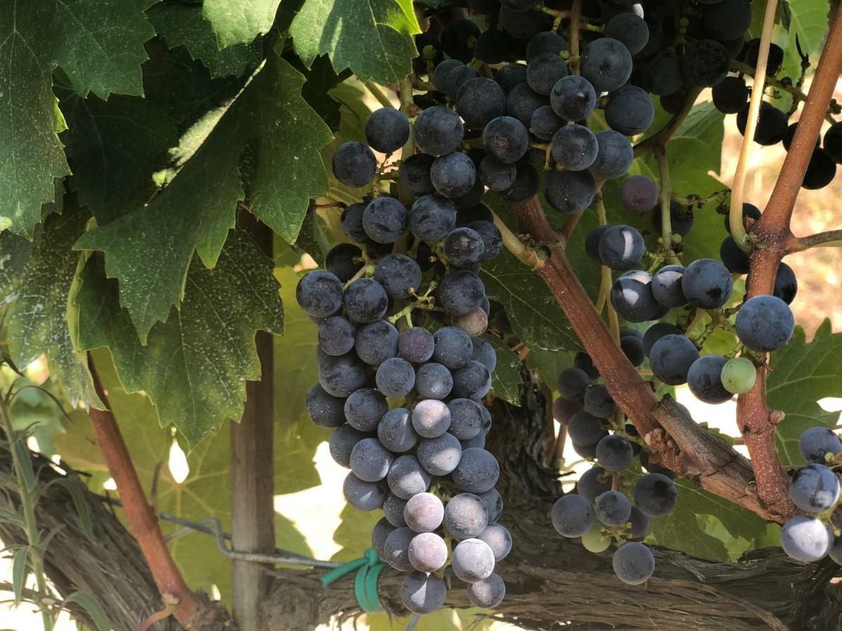 Agriturismo Pieve De Pitti Terricciola エクステリア 写真