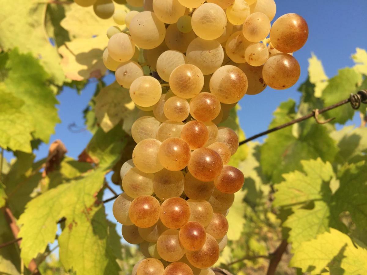 Agriturismo Pieve De Pitti Terricciola エクステリア 写真