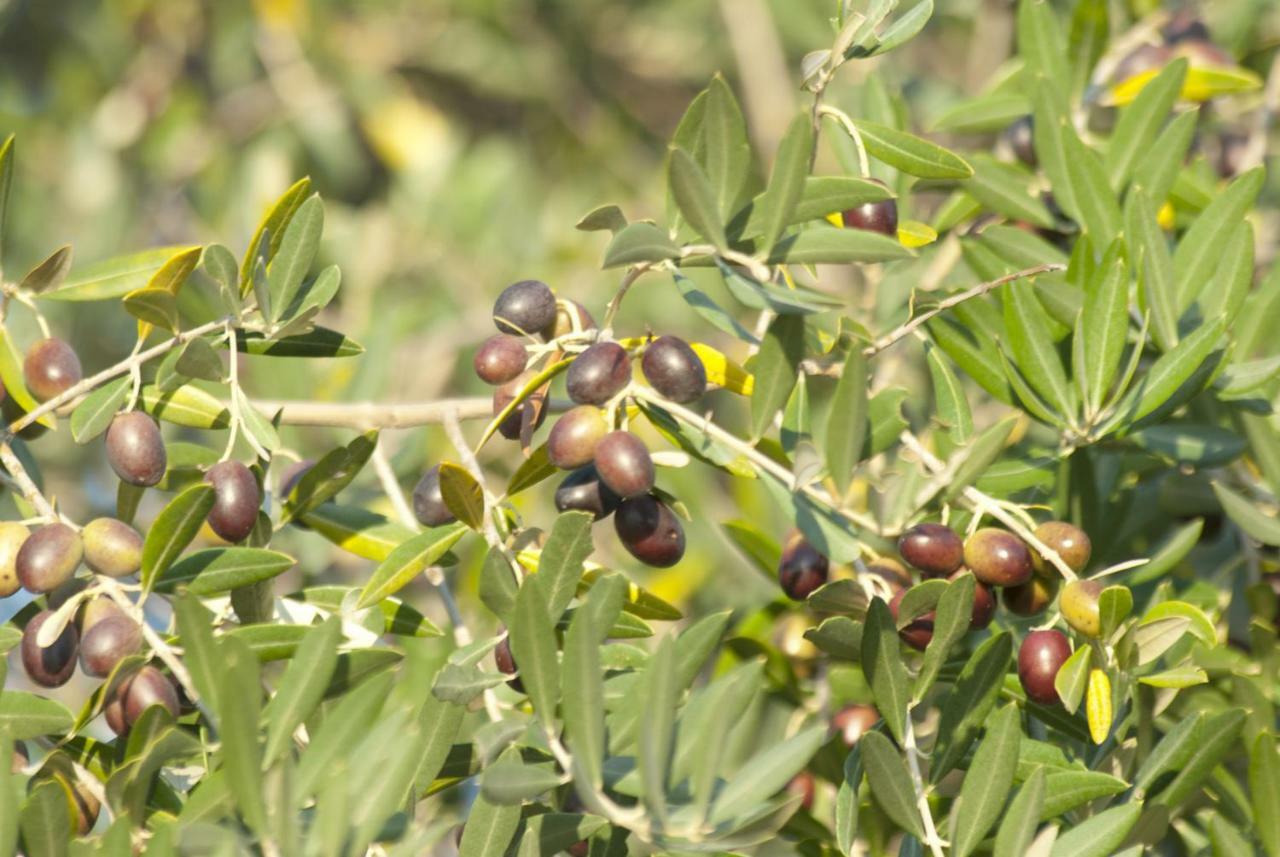Agriturismo Pieve De Pitti Terricciola エクステリア 写真